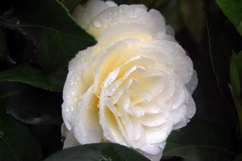 DSC_00300030.JPG