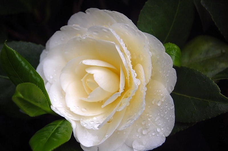 DSC_00230023.JPG