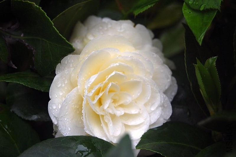 DSC_00270027.JPG