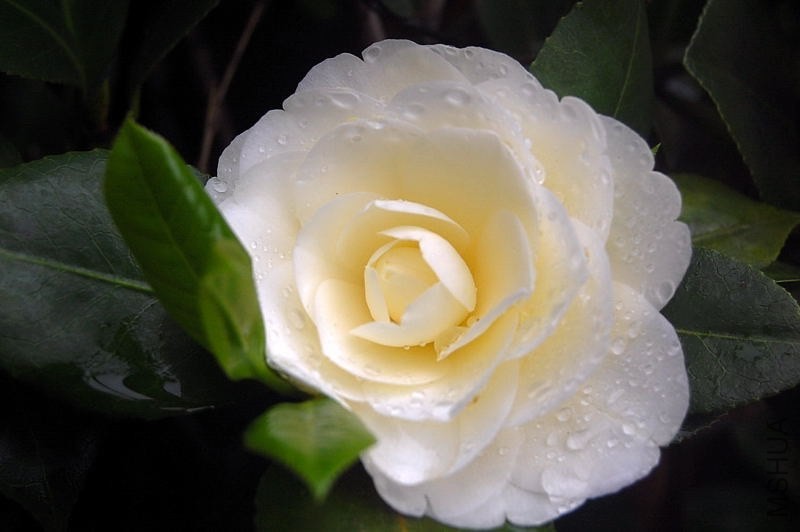 DSC_00260026.JPG