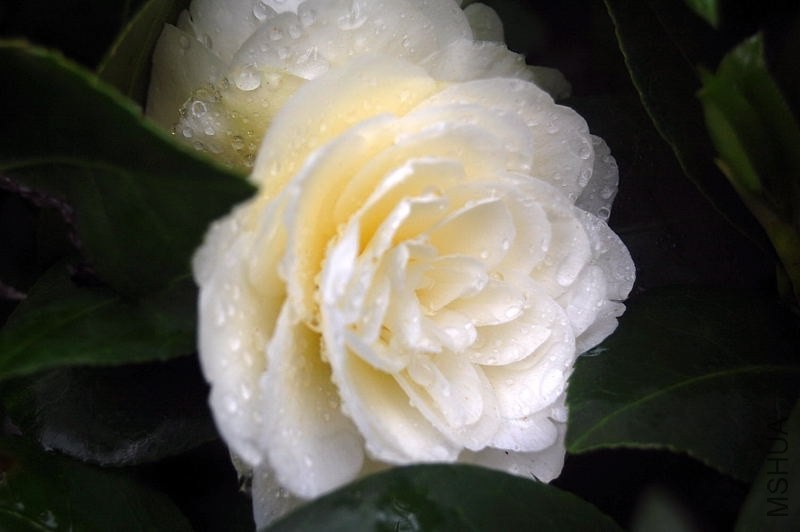 DSC_00280028.JPG