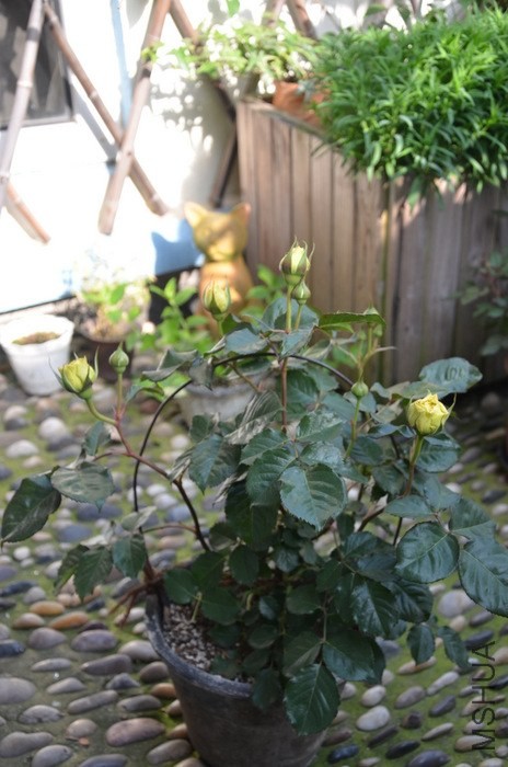 1-DSC_2173.JPG
