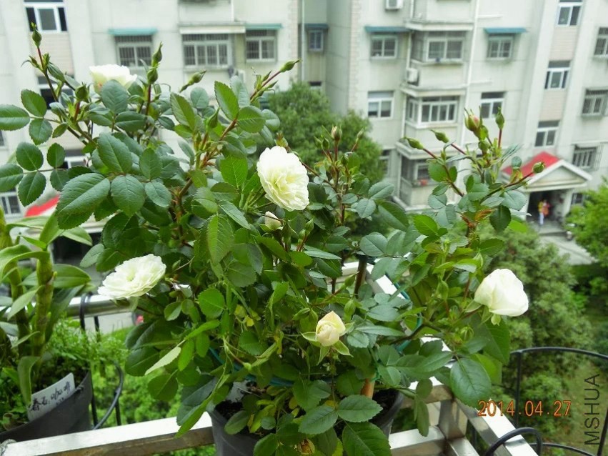 psb (2).jpg