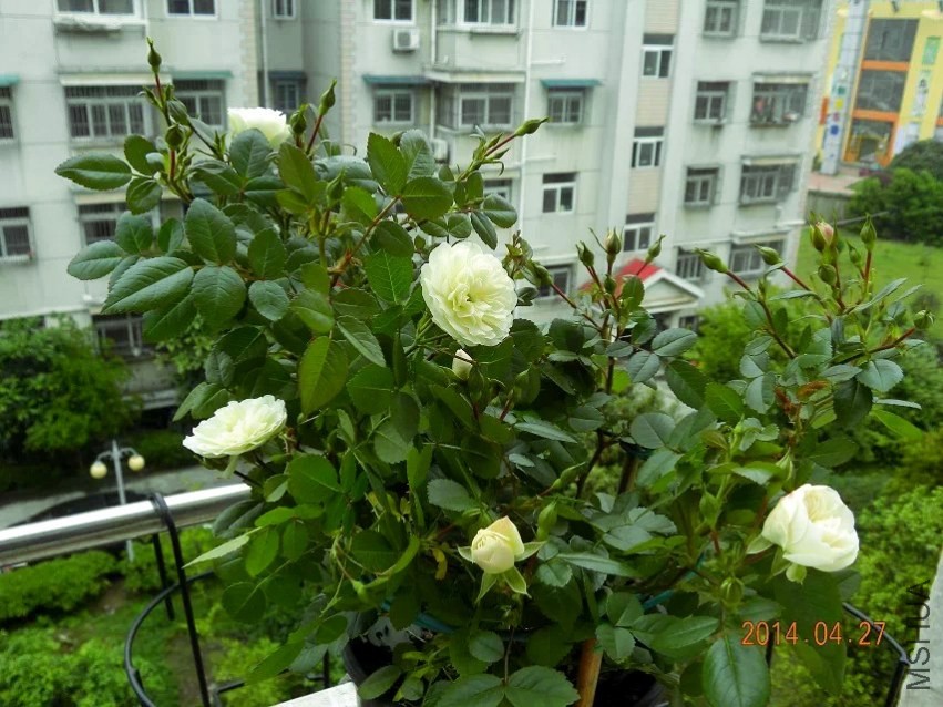 psb (3).jpg