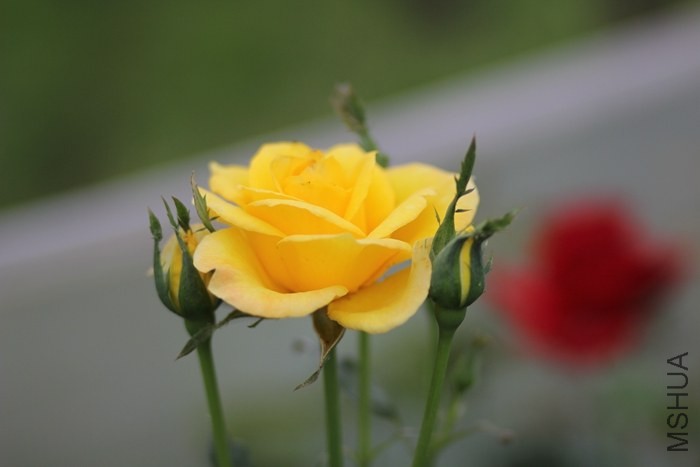 IMG_5285.jpg