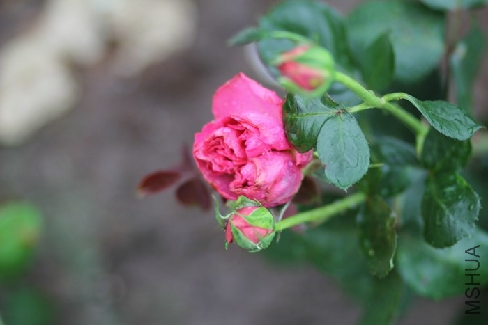 IMG_5298.jpg