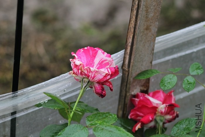 IMG_5376.jpg