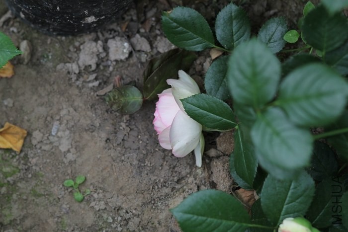 IMG_5384.jpg