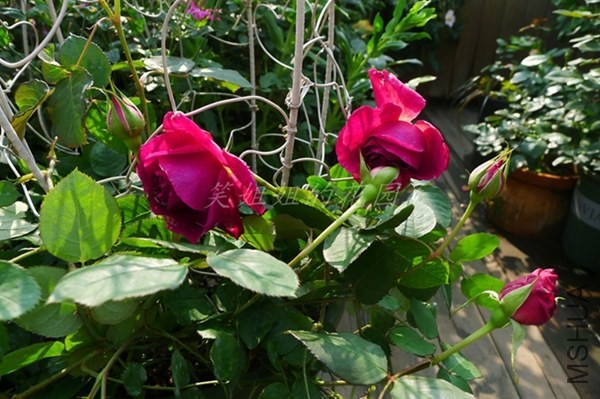 P1200394.JPG