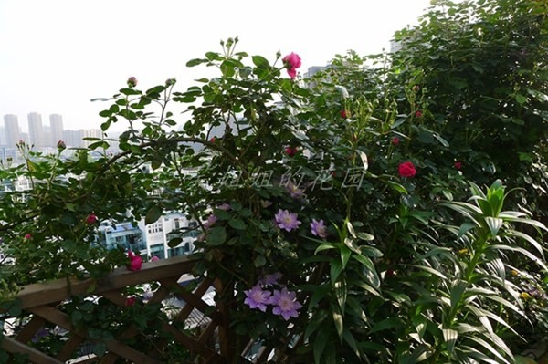 P1200420.JPG