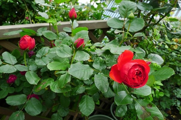 P1200651.JPG