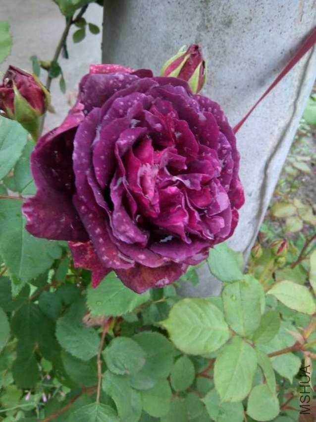 QQͼƬ20140428062420.jpg