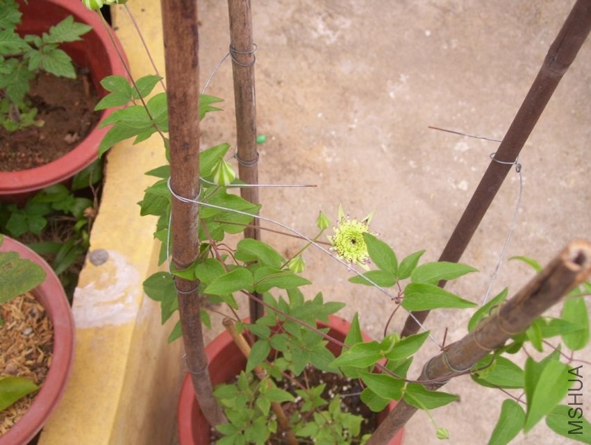100_1141.JPG