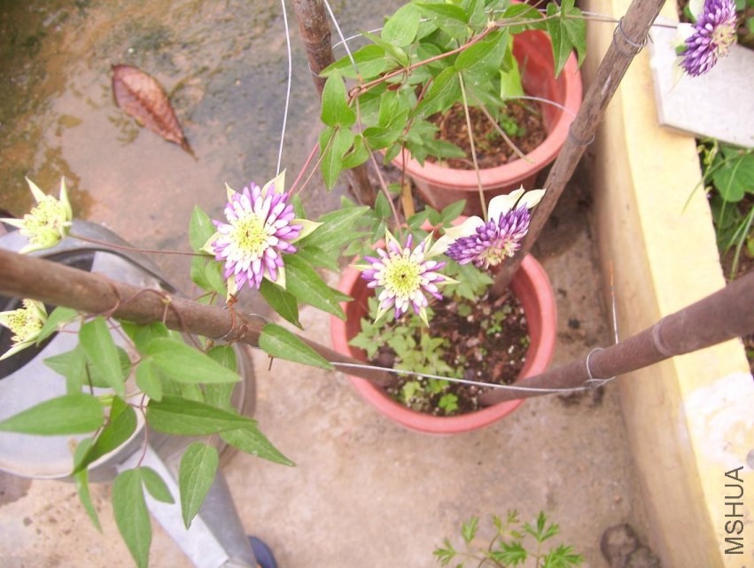100_1176.JPG