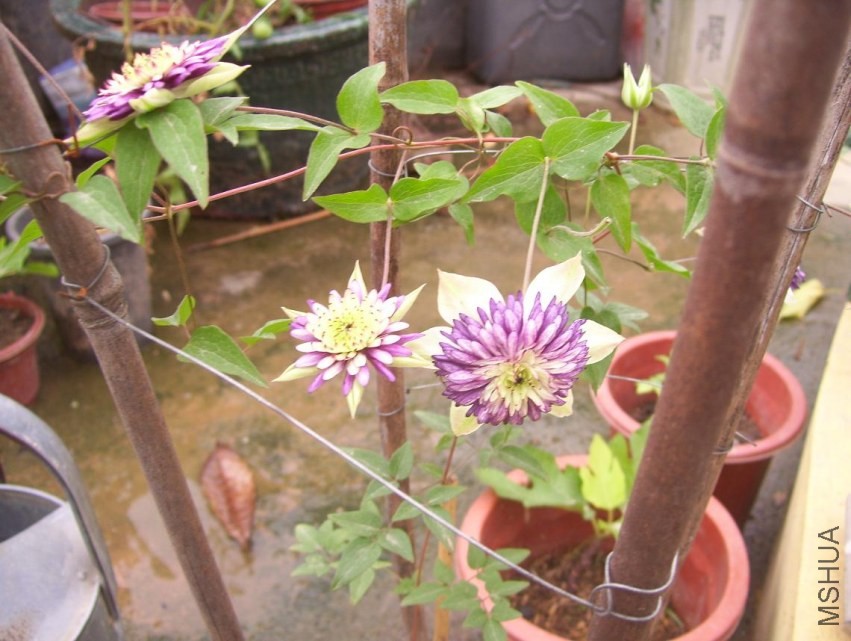 100_1177.JPG