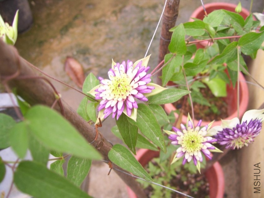 100_1178.JPG