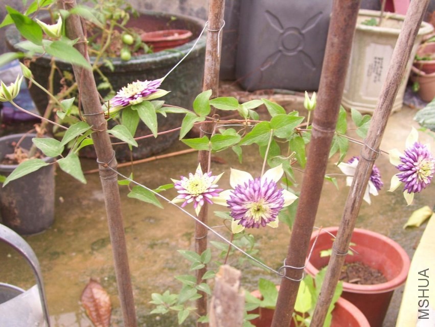 100_1182.JPG