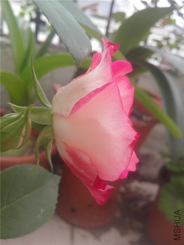 IMG20140426015.jpg