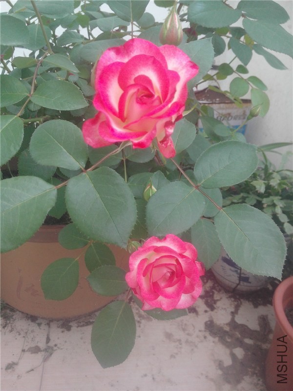 IMG20140426014.jpg