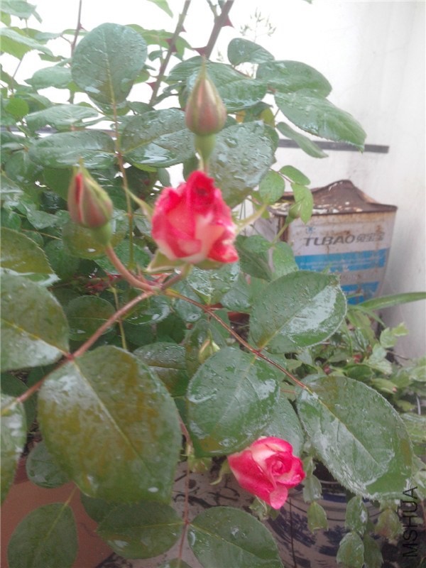 IMG20140425005.jpg