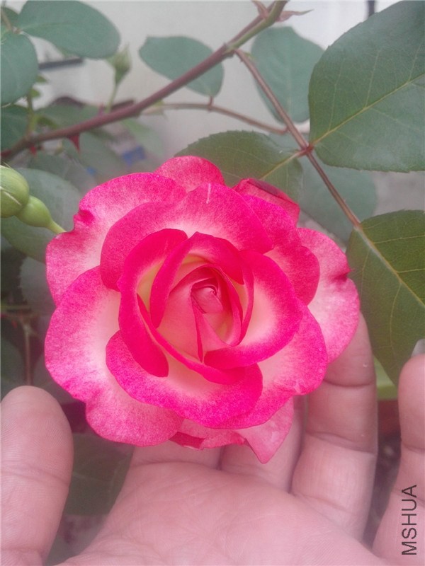 IMG20140426004.jpg