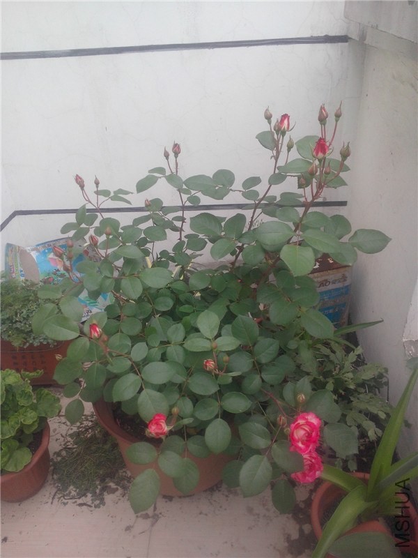 IMG20140426005.jpg