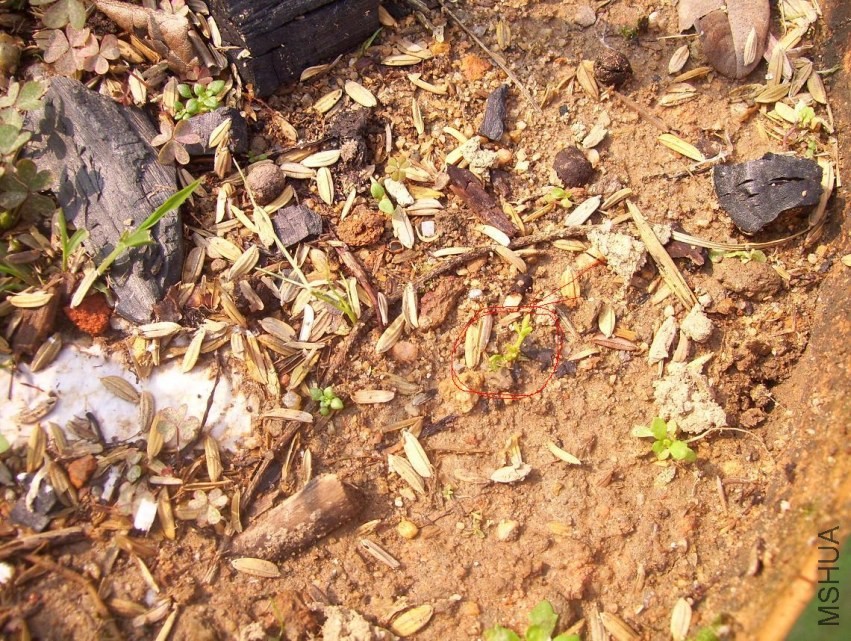 100_1090.JPG