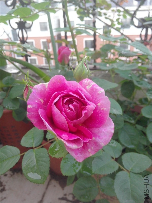 IMG20140422001.jpg