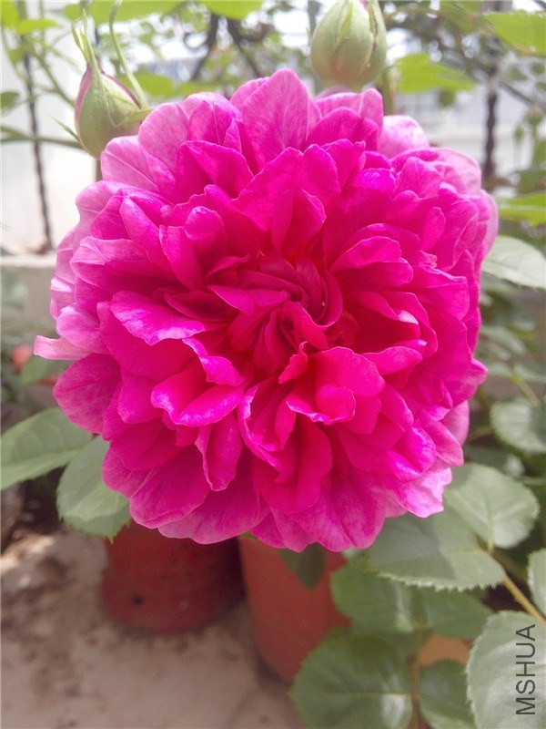 IMG20140423005.jpg