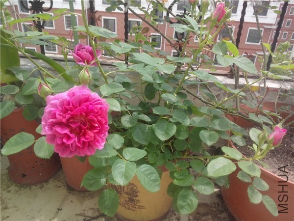 IMG20140423006.jpg