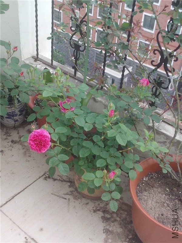 IMG20140423010.jpg