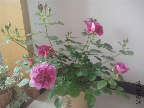 IMG20140425065.jpg