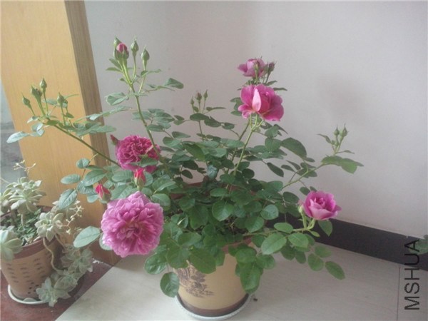 IMG20140425066.jpg