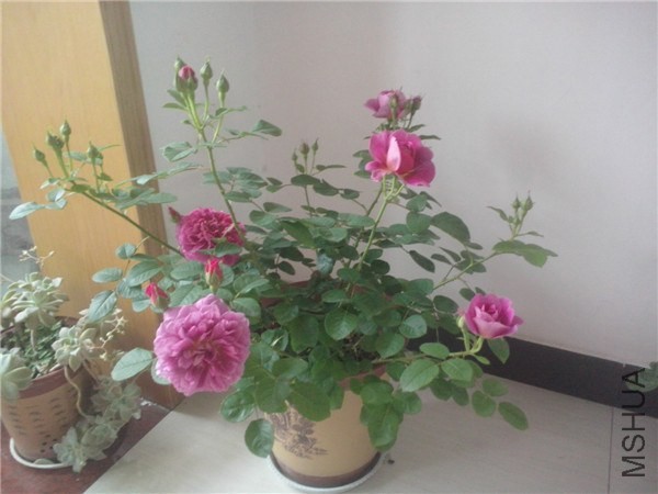 IMG20140425067.jpg