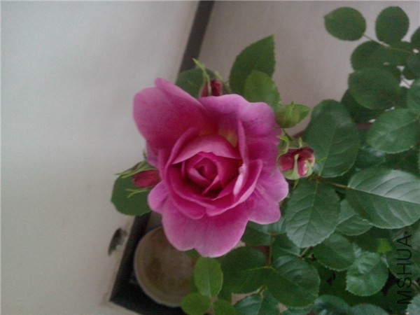 IMG20140425068.jpg