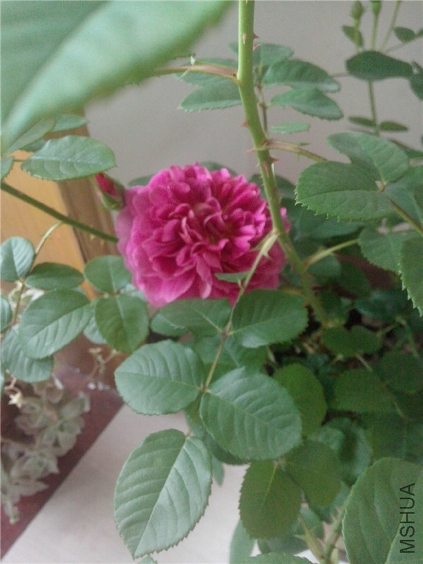 IMG20140425069.jpg