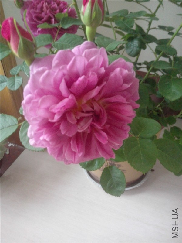 IMG20140425070.jpg