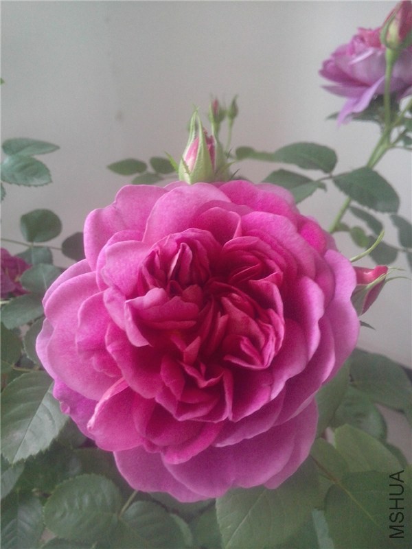 IMG20140426018.jpg