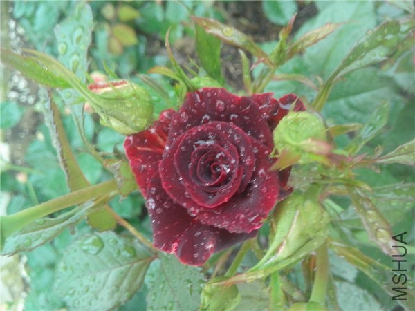 IMG20140425029.jpg
