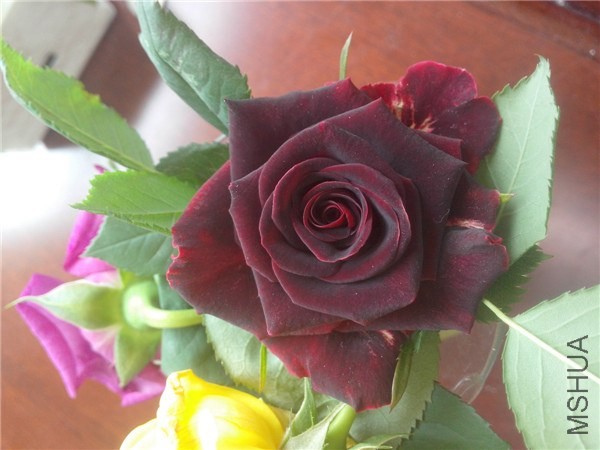 IMG20140426001.jpg