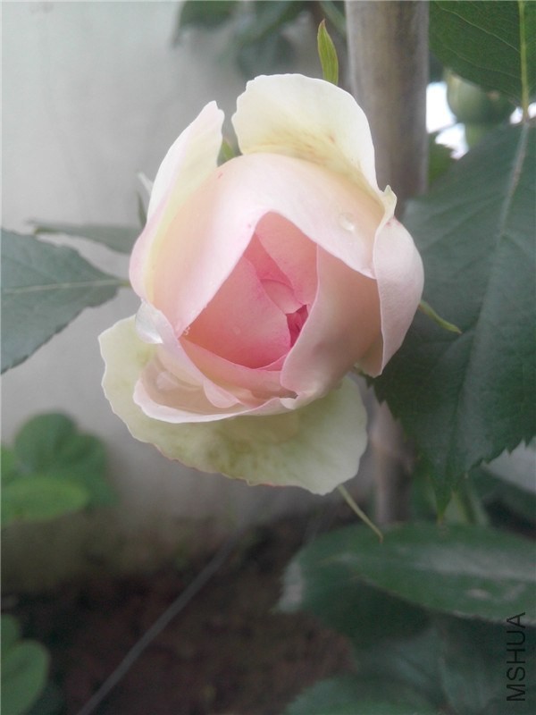 IMG20140426012.jpg
