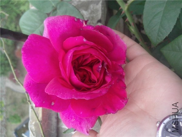 IMG20140420008.jpg