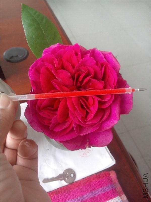 IMG20140421001.jpg