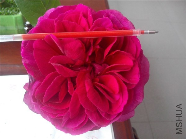 IMG20140421002.jpg