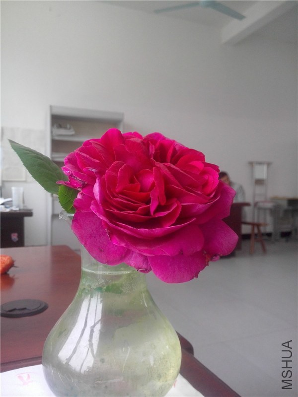 IMG20140421003.jpg