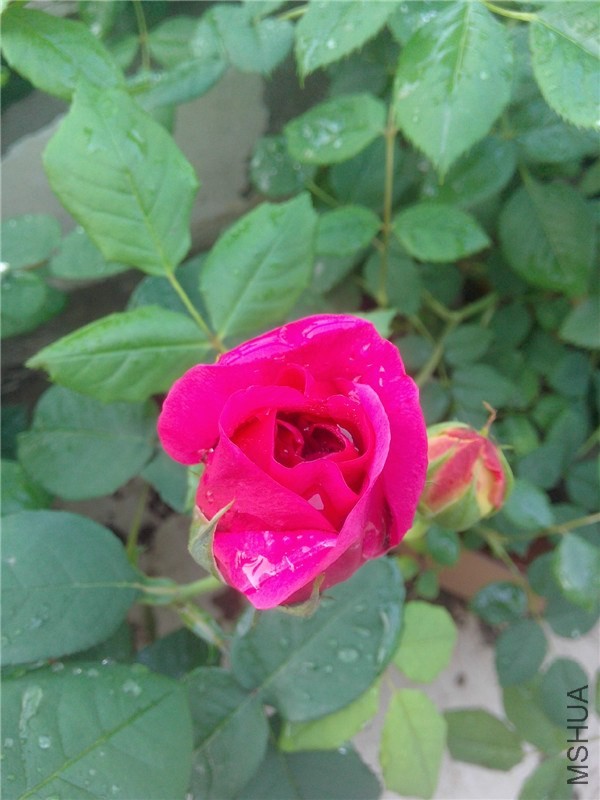 IMG20140422003.jpg