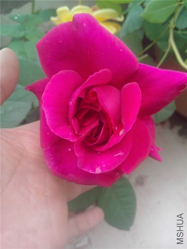 IMG20140426007.jpg