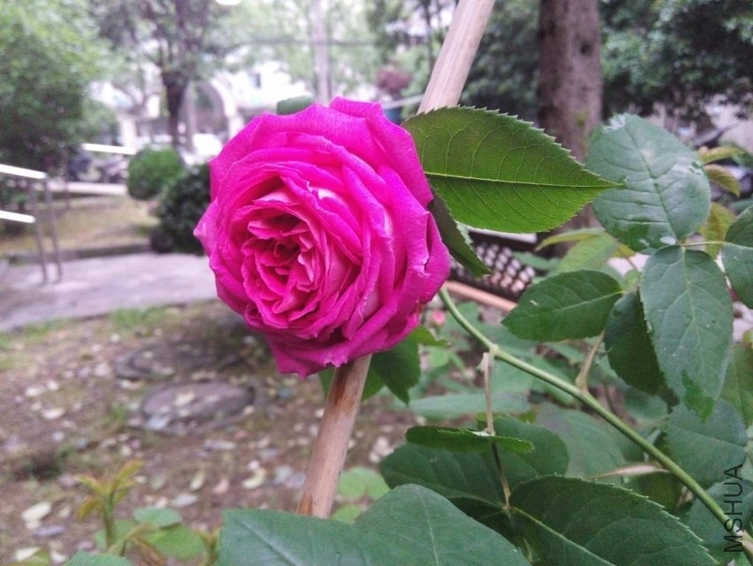 LIMG_20140427_180235.jpg