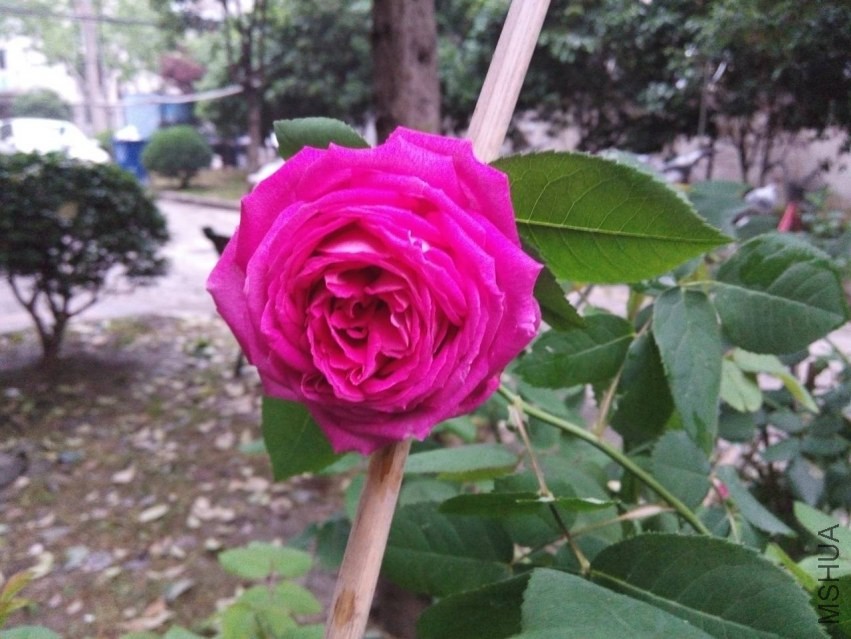 LIMG_20140427_180240.jpg