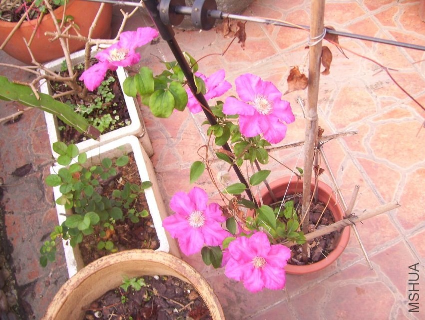 100_1050.JPG